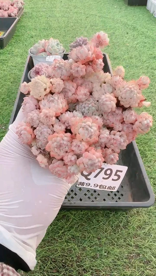 【闪购商品】梦会多肉一物一拍