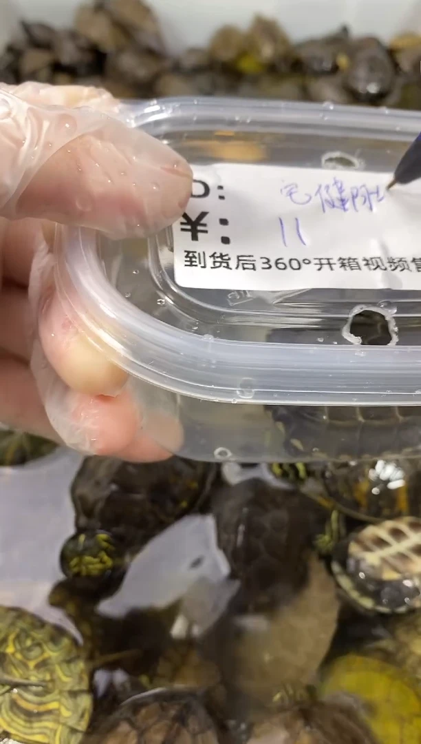 不分公母宠物龟花龟苗4只15米