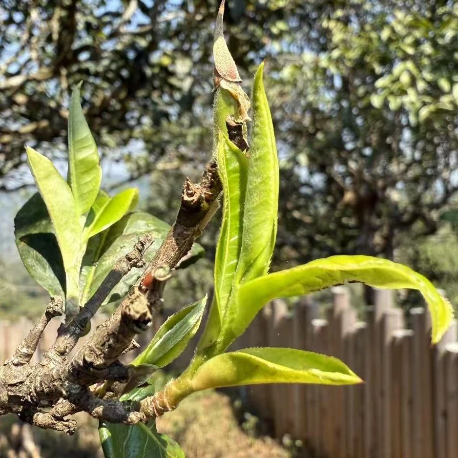 【现炒头春】2025年南糯山头春散茶普洱茶生茶散茶云南大叶种