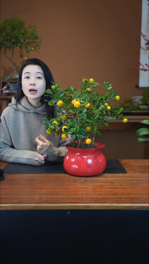 全部花朵金橘红盆盆景盆景盆景