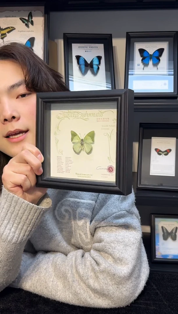 玻璃真实蝴蝶标本