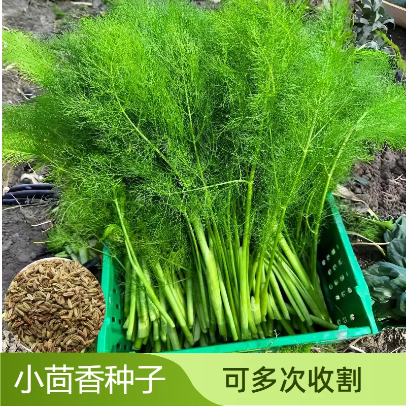 割茬茴香种子高产种籽四季菜种子大全春夏秋季农家四季蔬菜种子