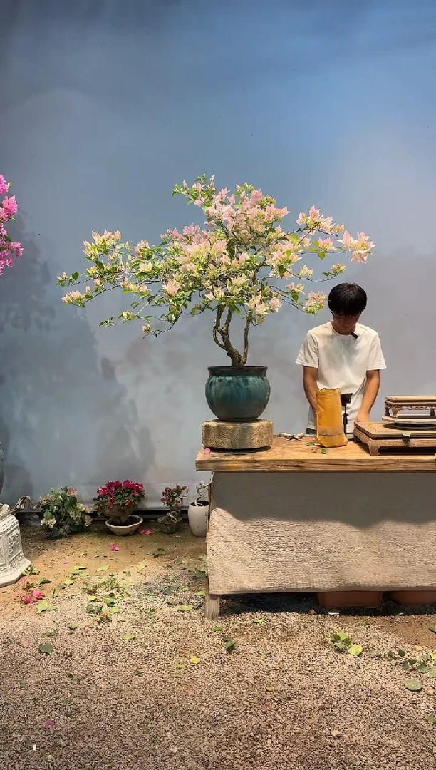 全部花朵小****?三角梅8