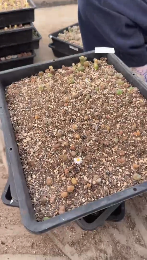 多肉植物肉锥脱土发29-71