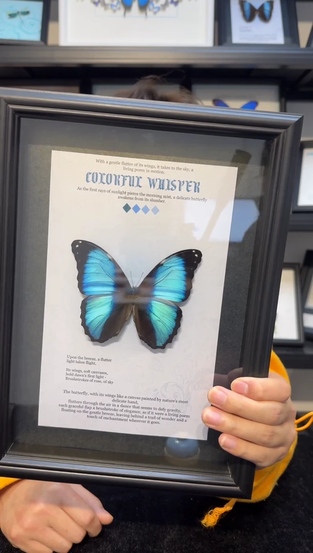 玻璃淡绿无螯蛱蝶