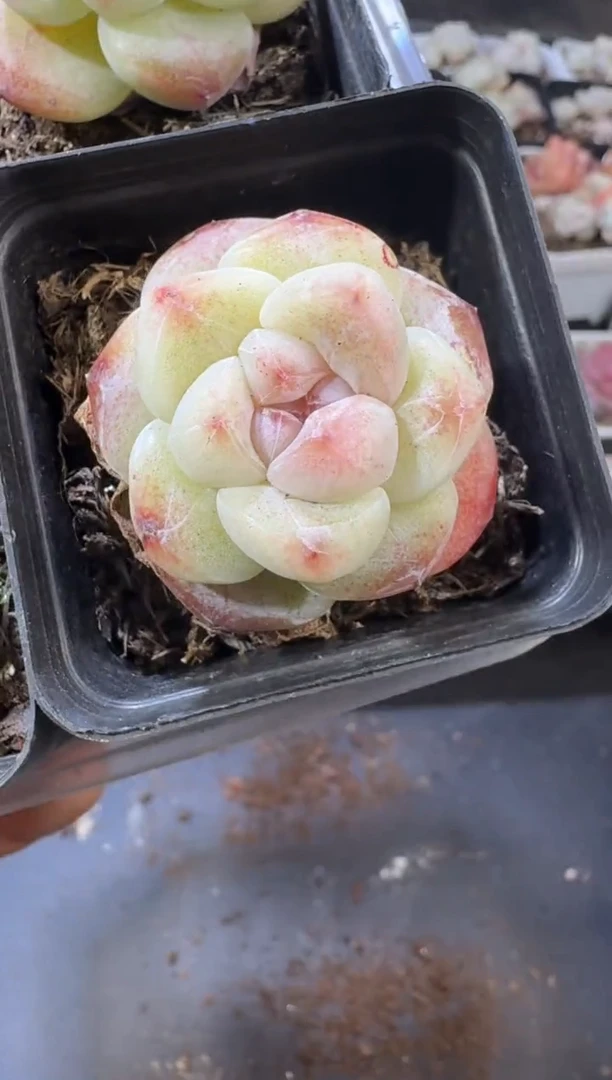 【闪购商品】25号到手4棵江北多肉一物一拍