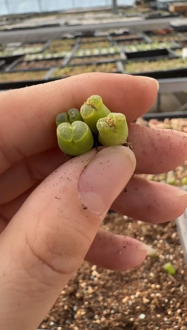 【闪购商品】7-179