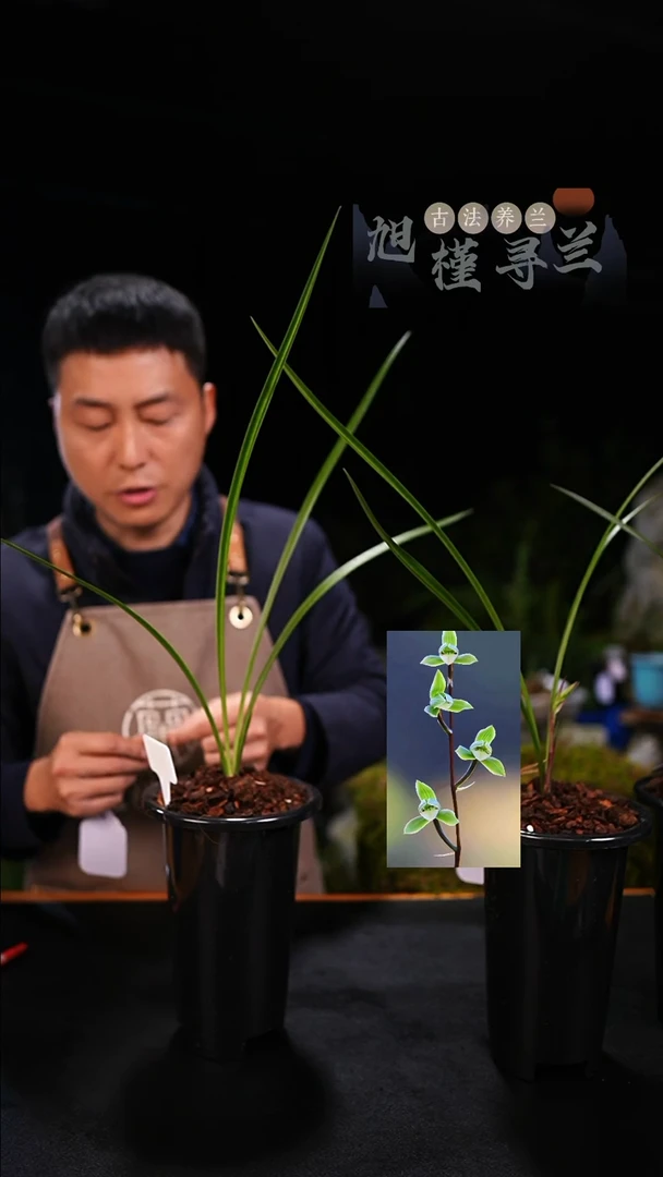 全部花苞三****品细叶寒兰翠神（前垄单苗带花苞）内部价