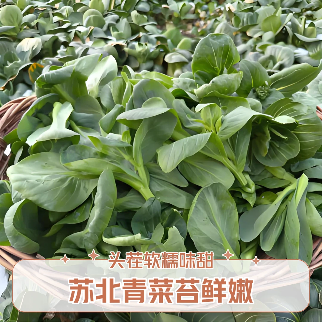 苏北东台农家露天新鲜青菜苔现挖现采头茬软糯小青菜芯