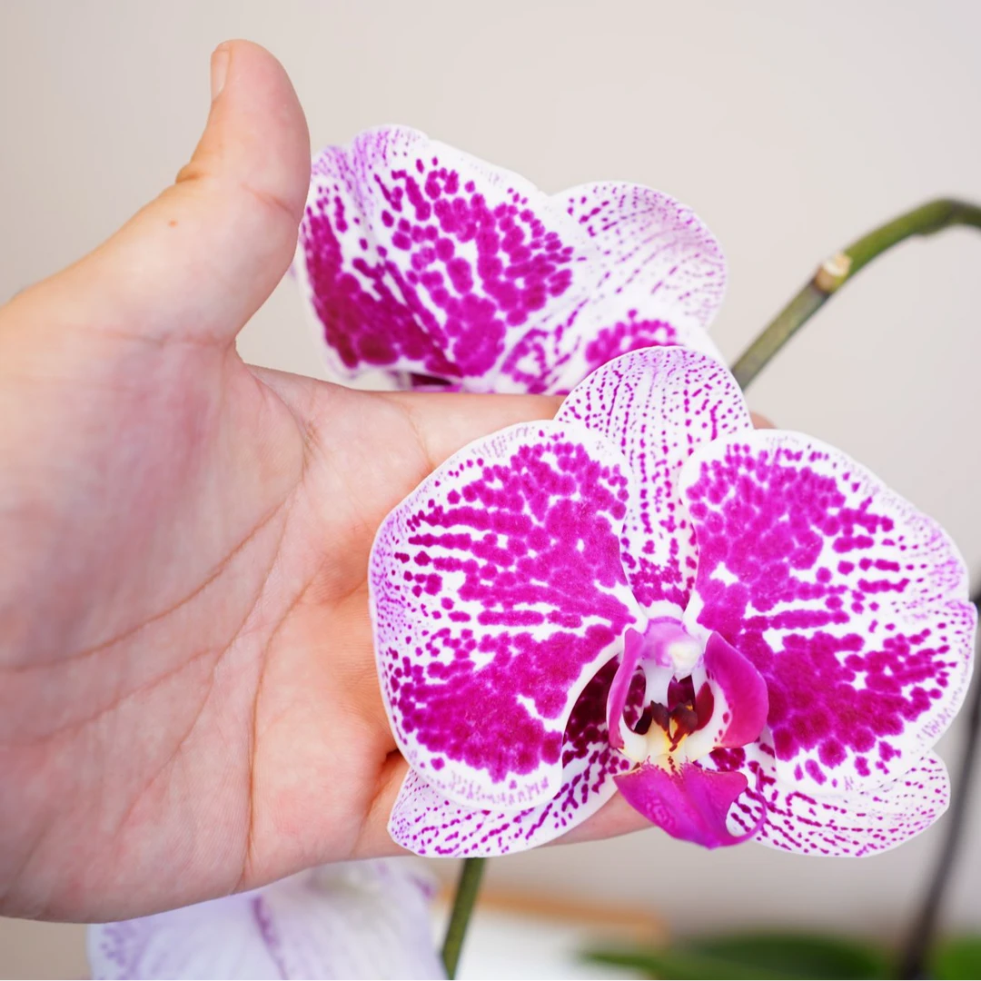 悠花里蝴蝶兰（一帘幽梦3.5寸）全花发货开花珠发货
