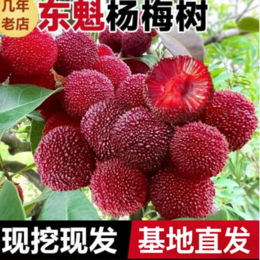 【当年结果】东魁杨梅苗盆栽地栽黑炭杨梅苗带土带叶南北方杨梅