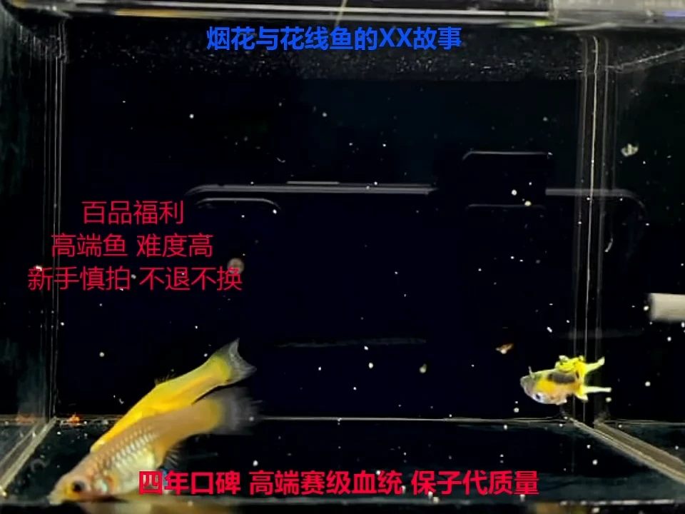 孔雀鱼79缸——花线八玄赛级种鱼1对加备损