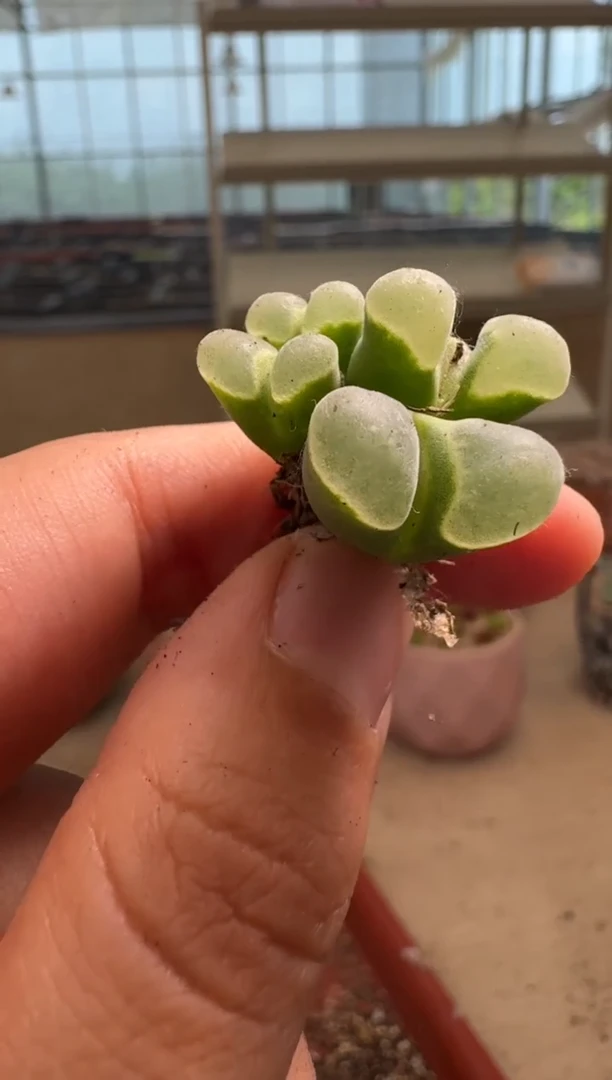 ?****?9-184多肉植物肉锥