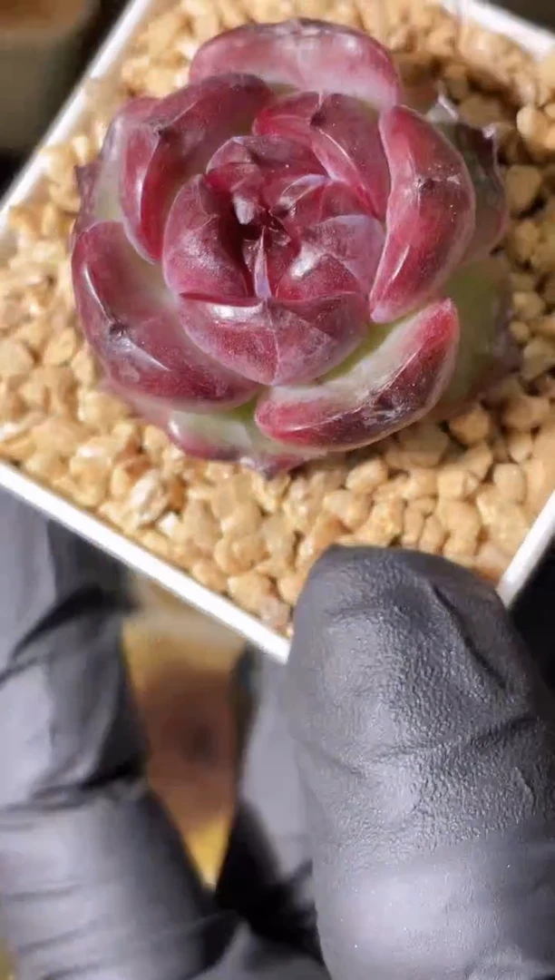 2406 黑化贝尔2-3厘米 量拍发一颗