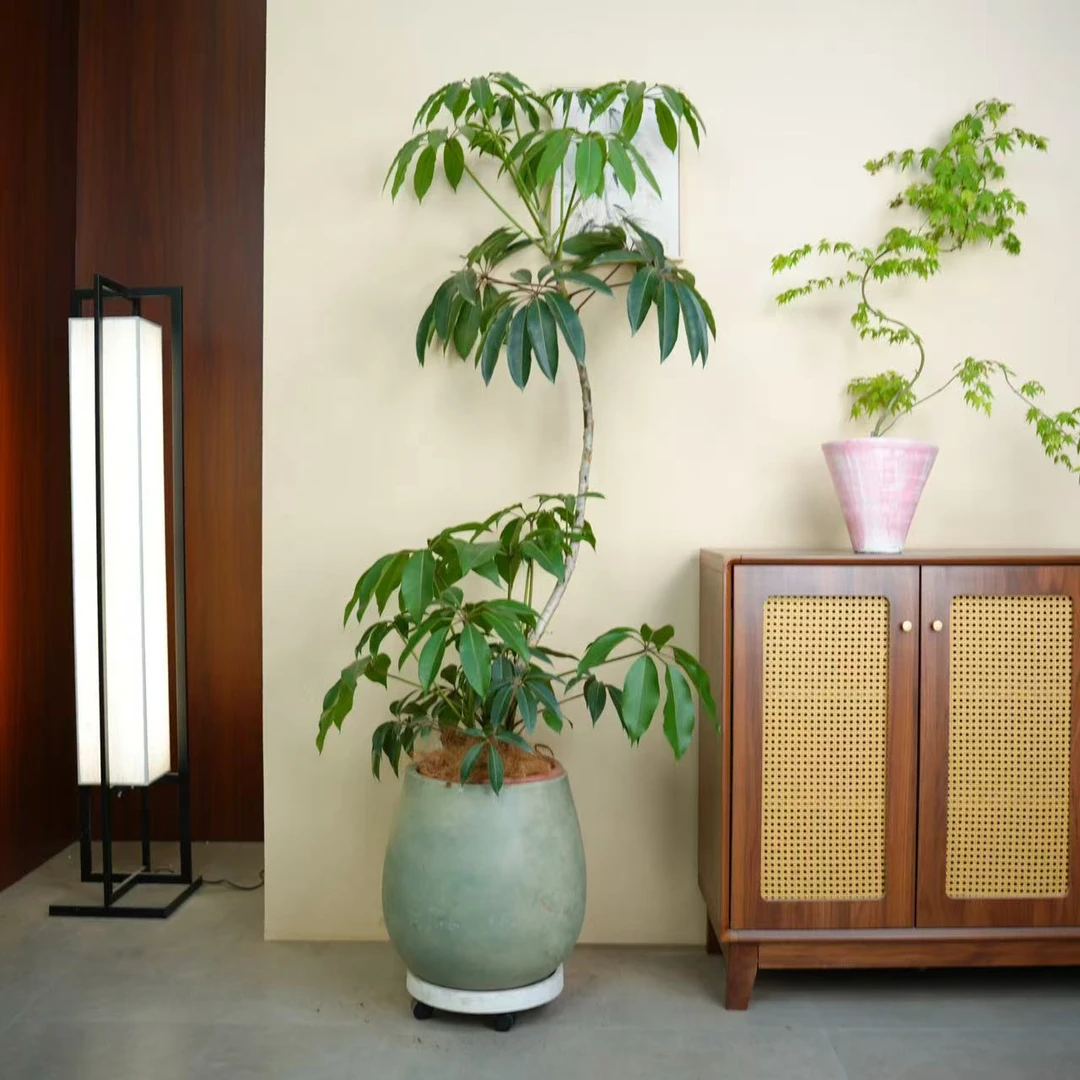 日本保罗大叶伞保罗室内盆栽绿植物净化空气北欧风好养耐阴耐热