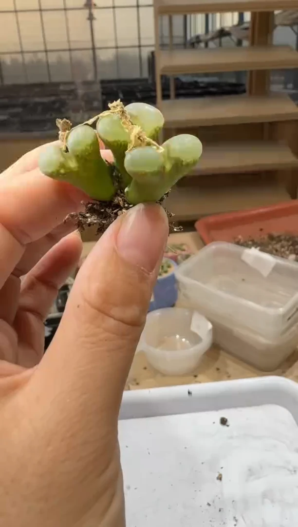 14-385多肉植物肉锥