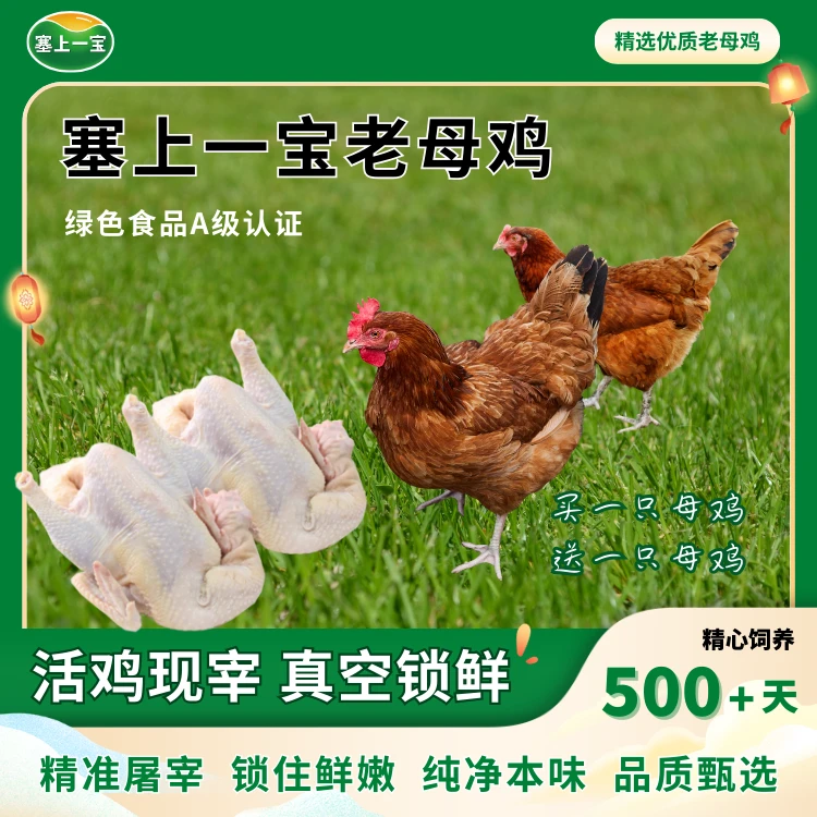 【顺丰/京东包邮】宁夏黄河滩绿色粮食喂养老母鸡买一只赠送一只