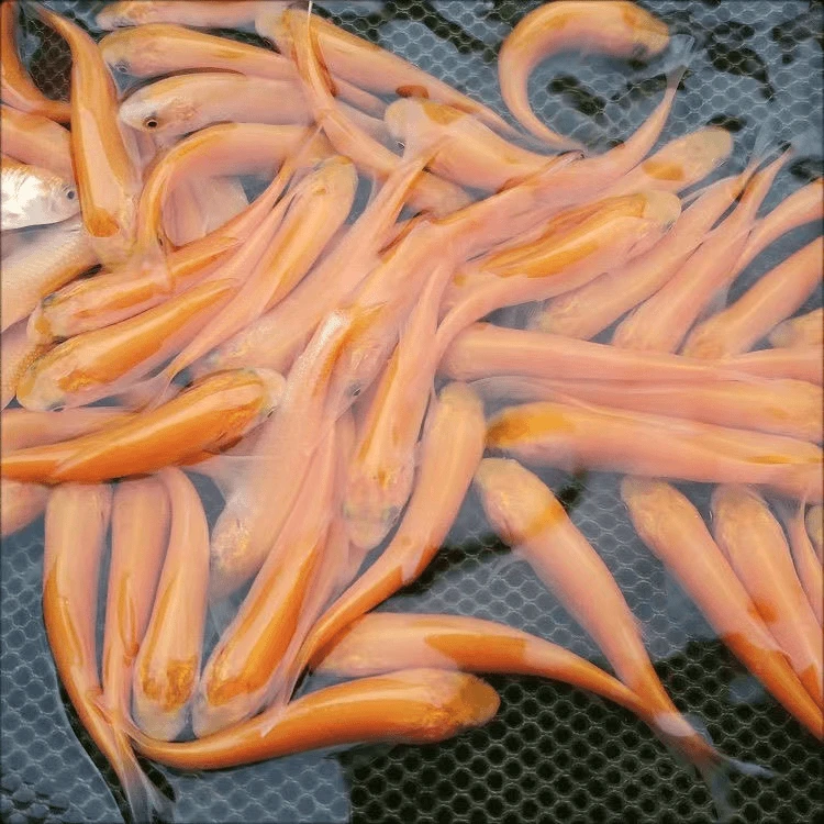 金丝草鱼常温淡水鱼各地适宜可食用可观赏鱼