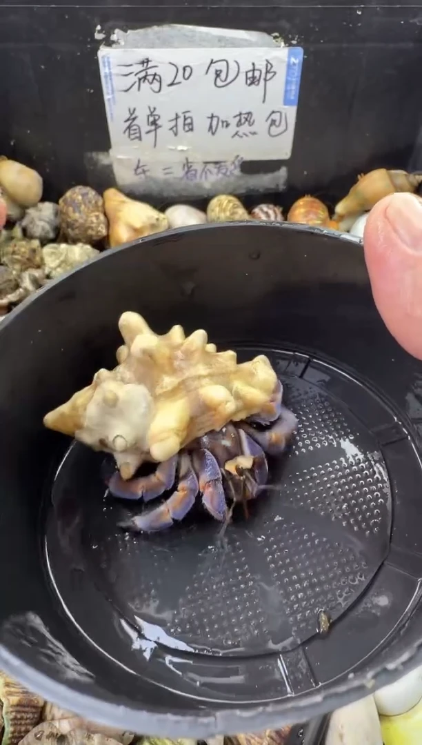 2.3口紫陆一只，不包全品