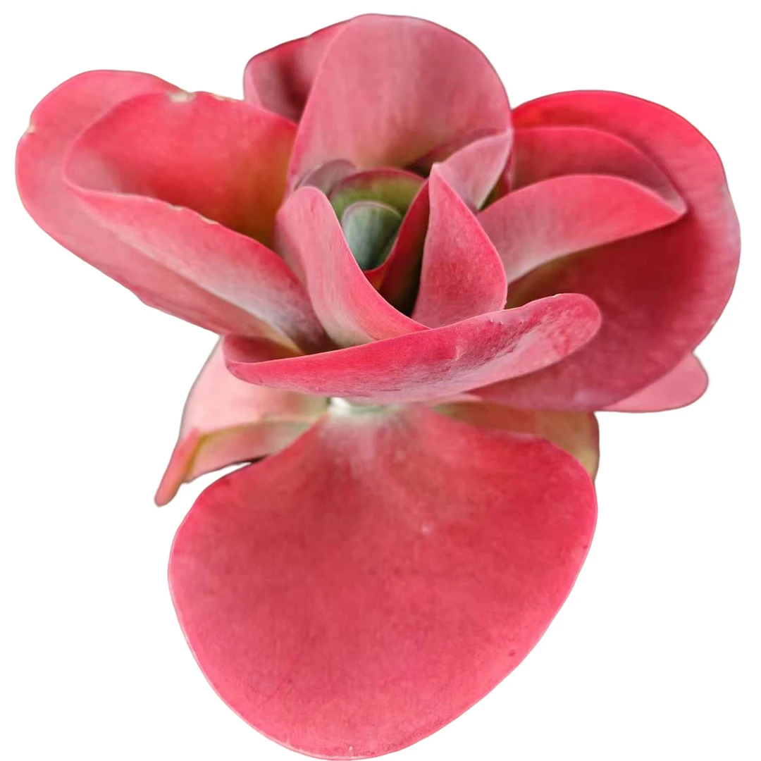 精品多肉    唐印