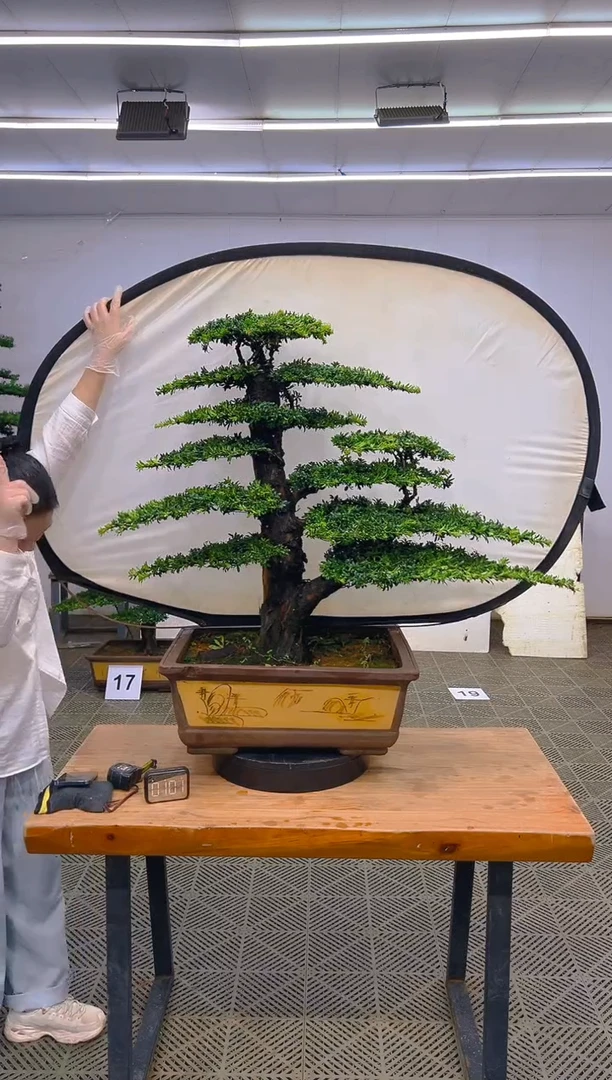 无花朵一物一拍一物一拍