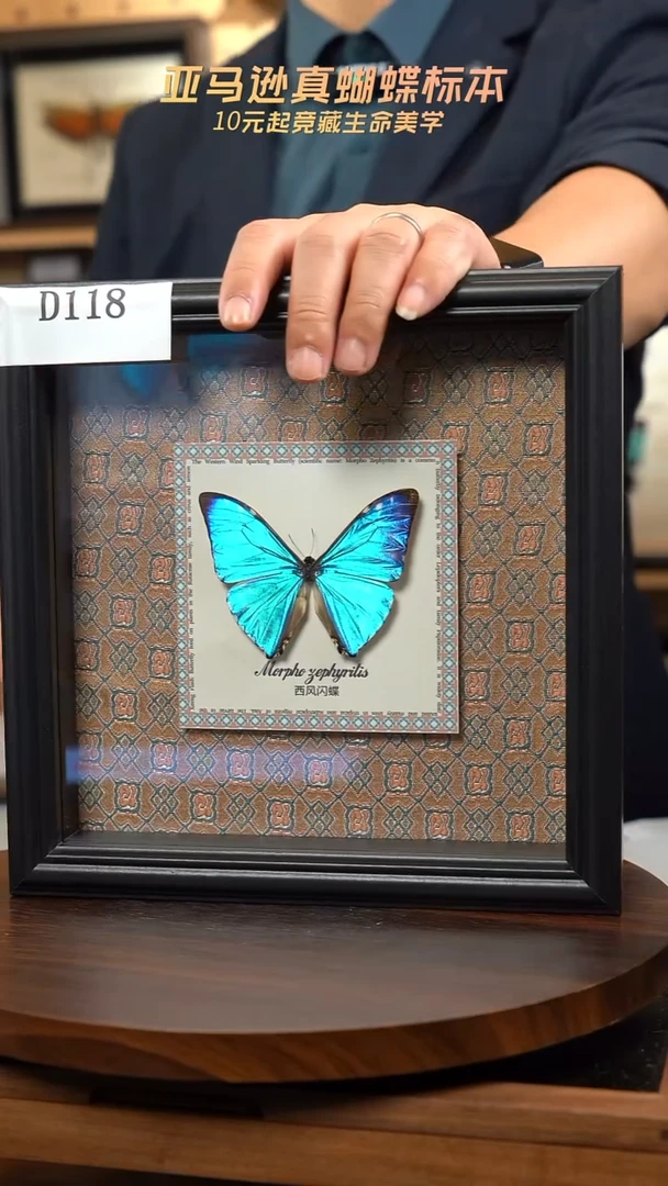 蝴蝶标本摆件竞拍西风D118