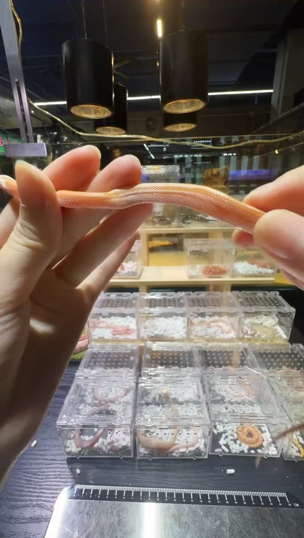 豹纹守宫精品奶昔显直628