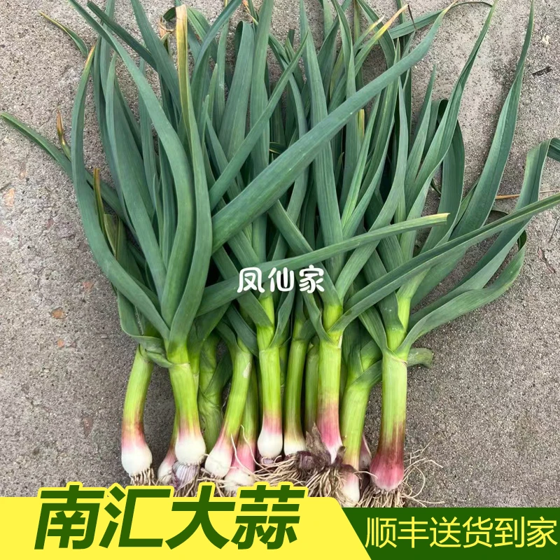[南汇大蒜发顺丰]上海南汇本地露天带根大蒜