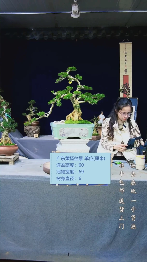 【闪购商品】雀舌黄杨盆景雀舌黄杨盆景