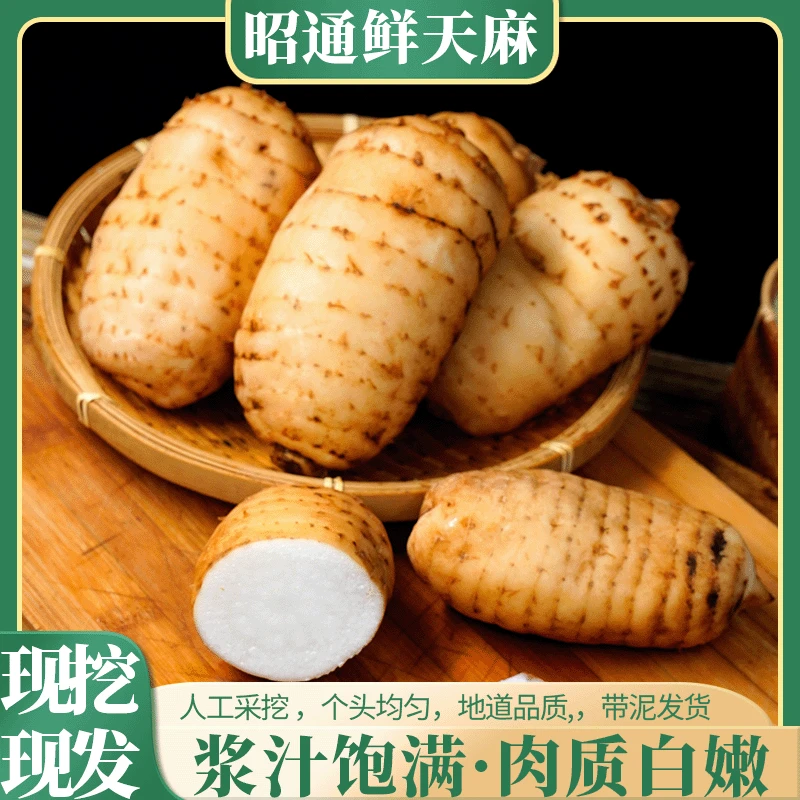 昭通鲜天麻人工采挖个头均匀肉质白嫩产地直供