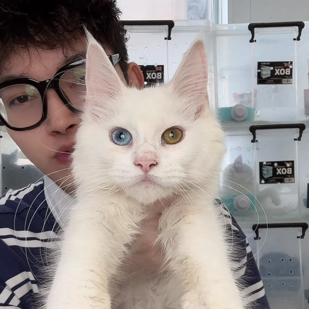 来了姊妹-纯白异瞳缅因猫 妹妹 7311