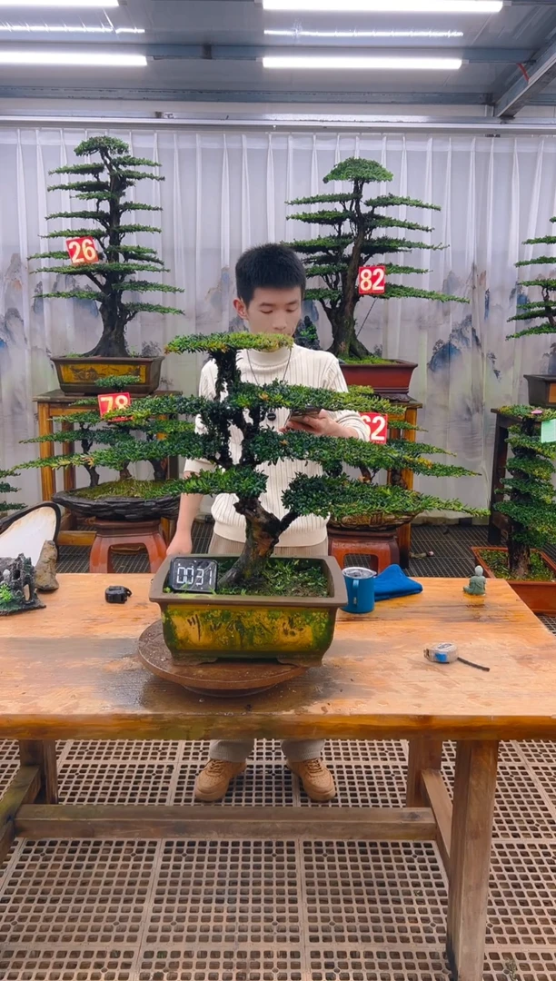 无花朵精品盆景直播间一物一拍