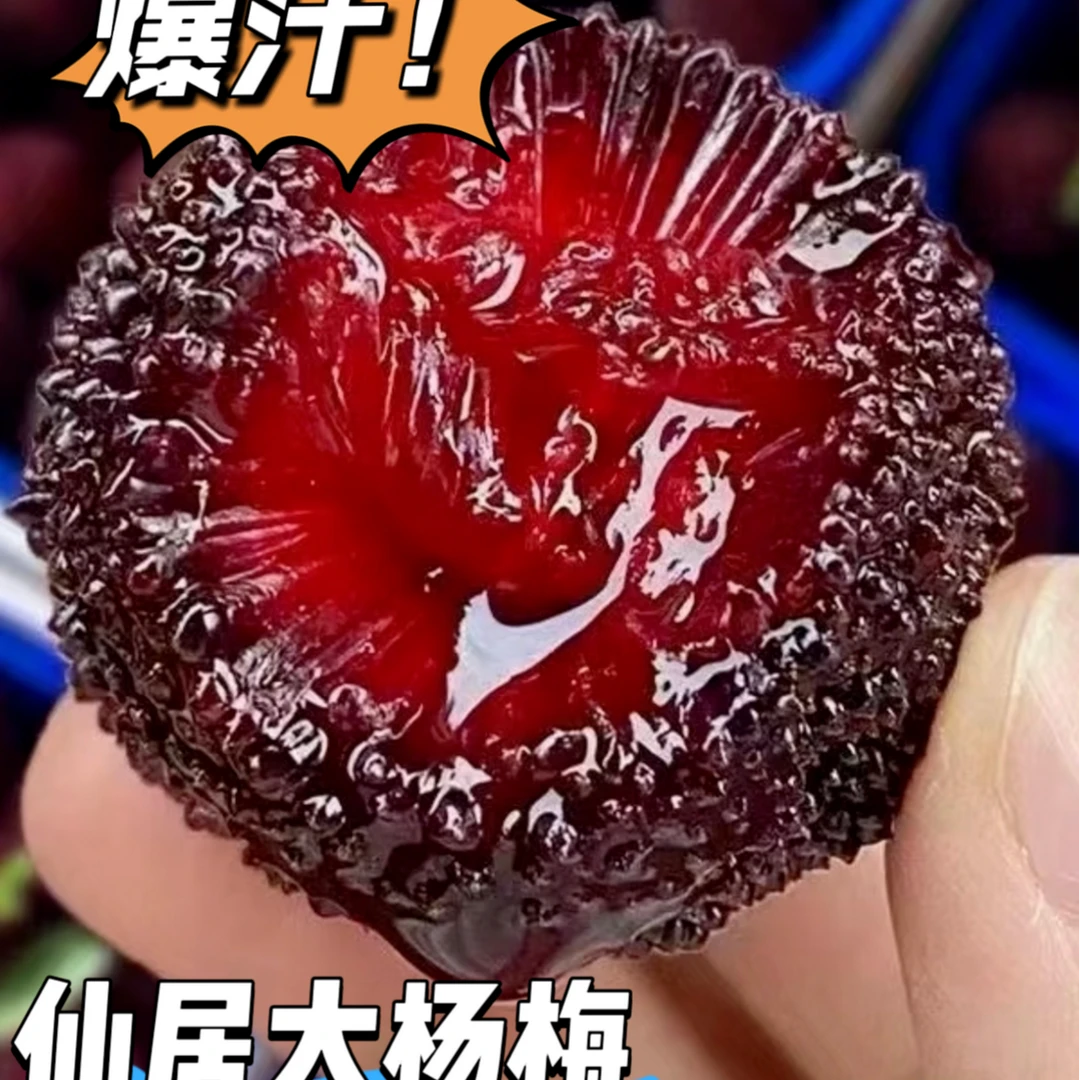 9A10A仙居大棚东魁杨梅中大果颗粒装新鲜采摘冷链直达