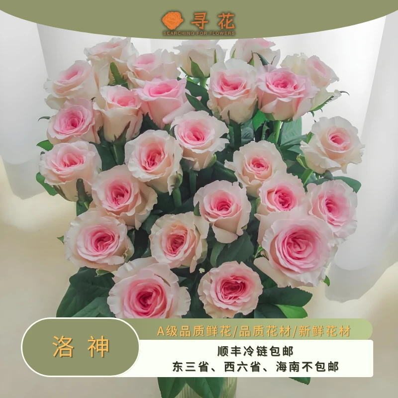 洛神-A级单头玫瑰-云南鲜切玫瑰花-云南昆明斗南基地直发切花鲜花