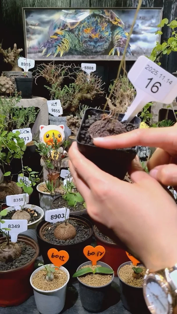 16号1114福利墨西哥龟甲龙