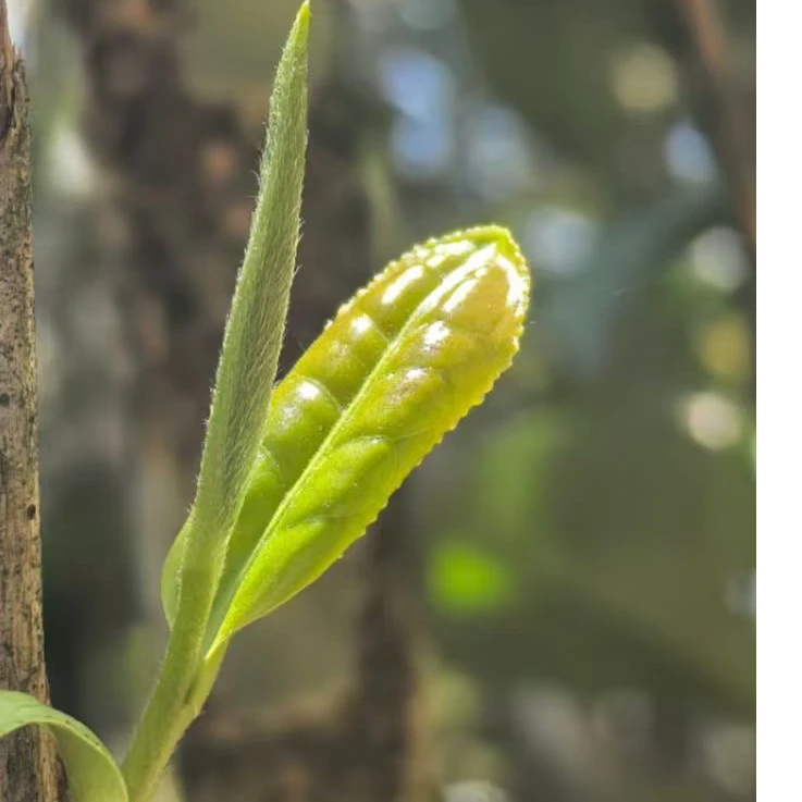 2025年香炉尖头采炭焙荒野粉芽牡丹王曾浅浅亲制|政和白茶|