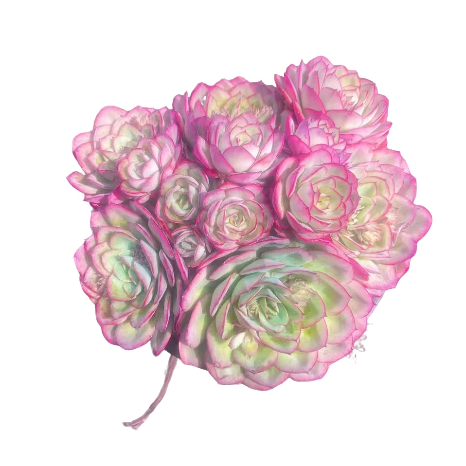 牡丹亭精品多肉 昆明柒喜多肉满19.9包邮直播间标准固定精选精养