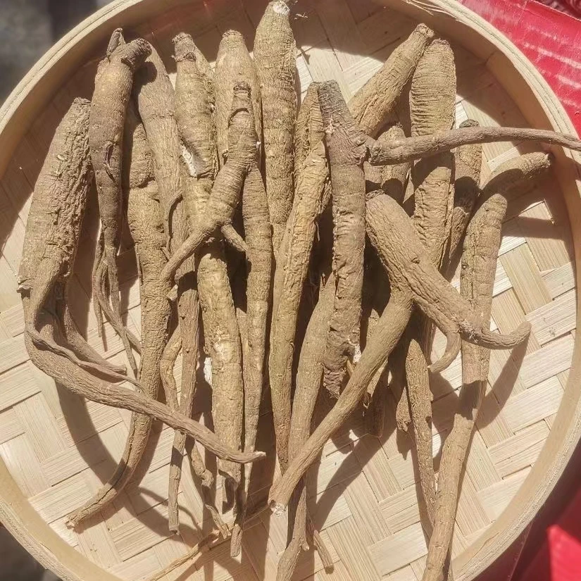 【阿丹臻品】藏当归  农家土特产