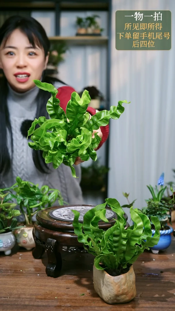 【闪购商品】23--火焰鸟巢蕨石头随机