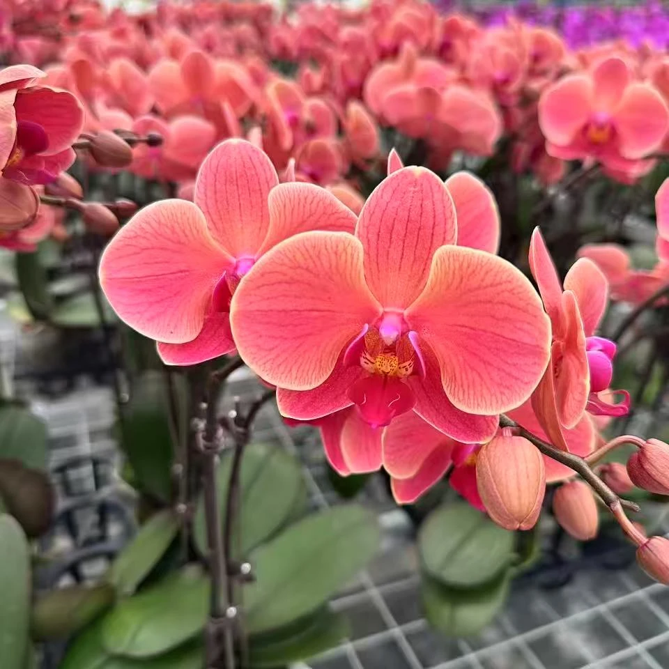 新格林蝴蝶兰 【纳博讷】四季开花/室内花卉盆栽/带花苞