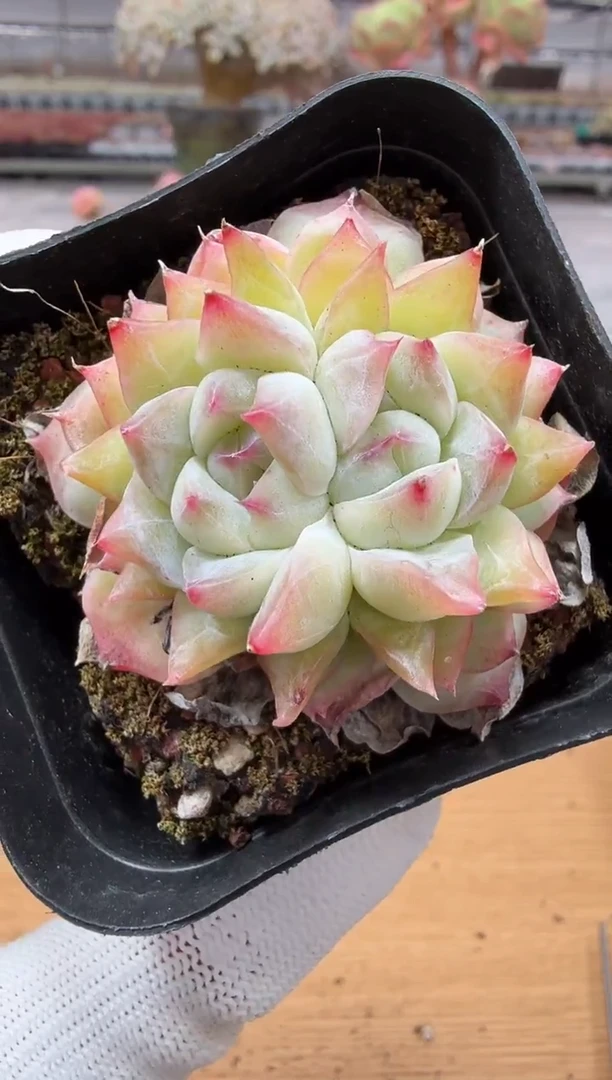 东云多肉园二店-125