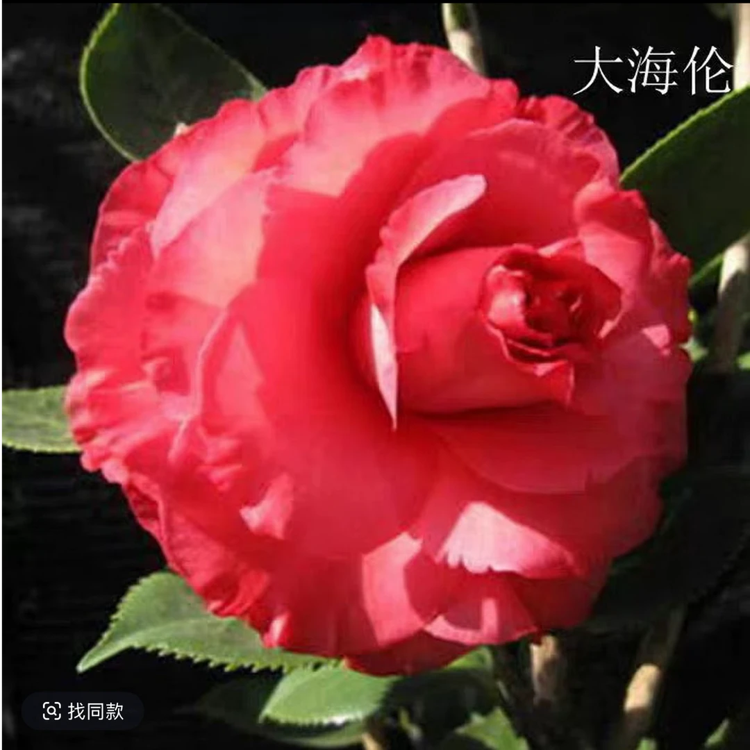 【高杆】【大海伦】山茶花带花苞发货四季开花耐寒耐热庭院绿植
