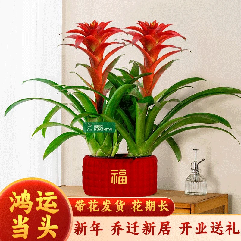 年宵花鸿运当头大红星红色室内客厅桌面绿植可四季开花凤梨鲜艳