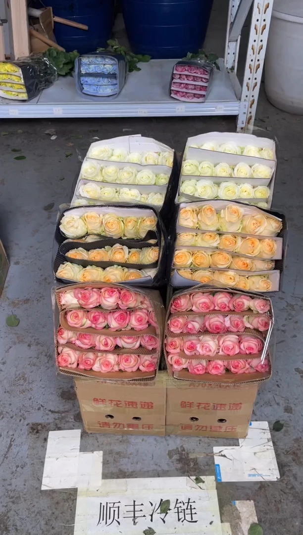 艾沙20枝+香槟20枝+白雪山20枝