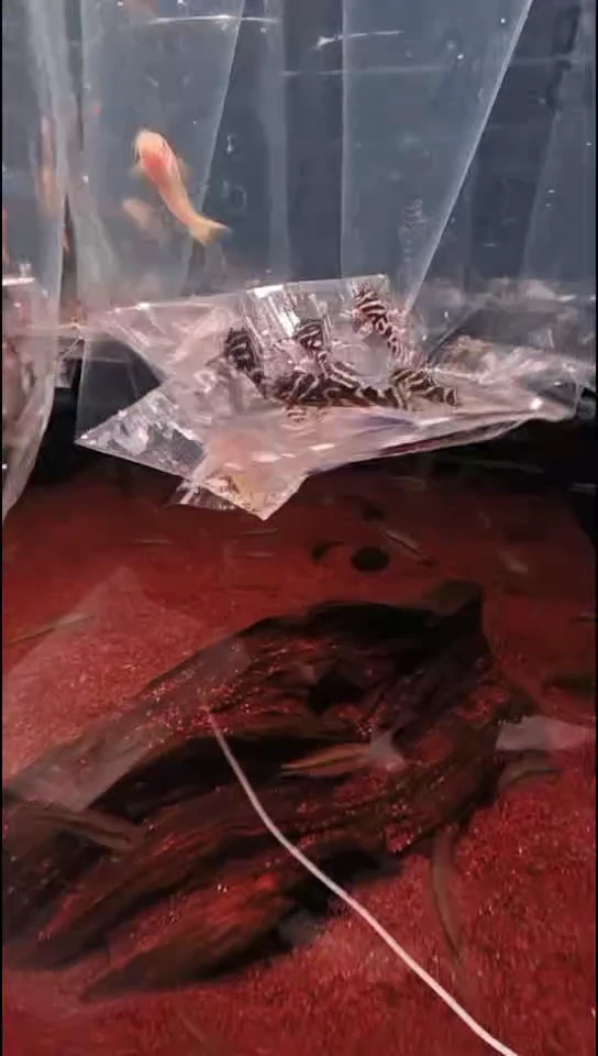 工具鱼熟***律80号 小异形5只（只包运输损耗.开袋入缸后死亡不包）