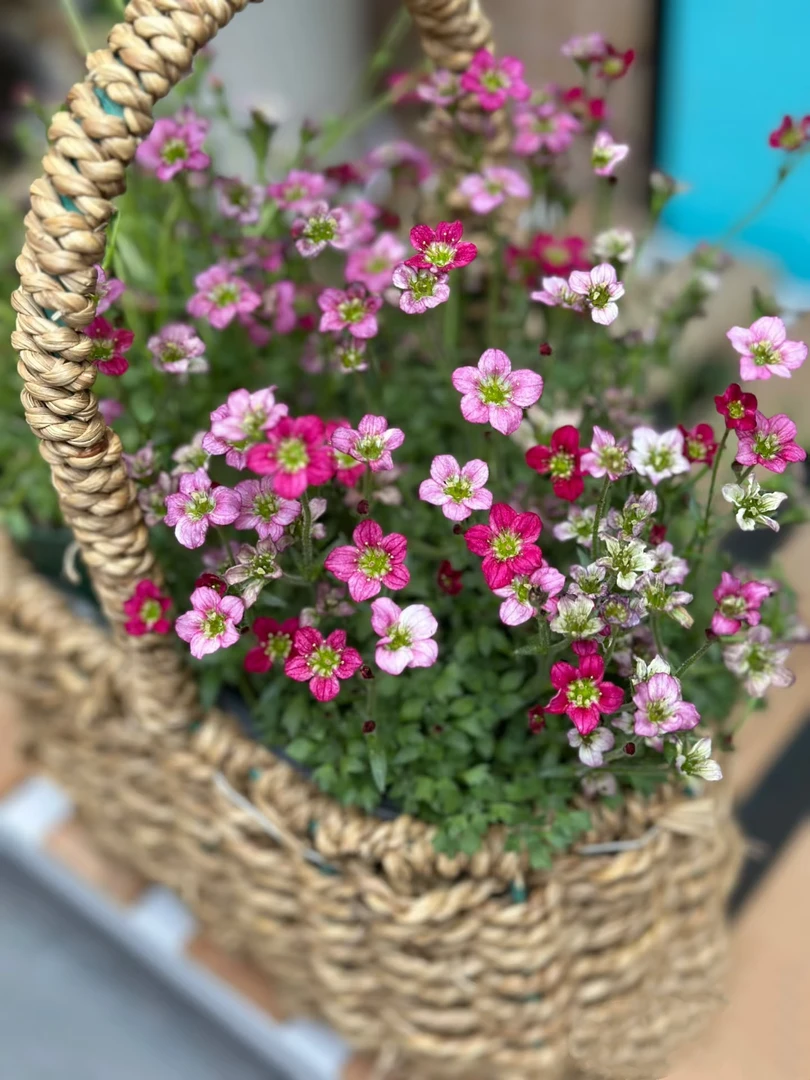 【虎耳草】舞动精灵多年生耐寒庭院客厅好养盆栽植物