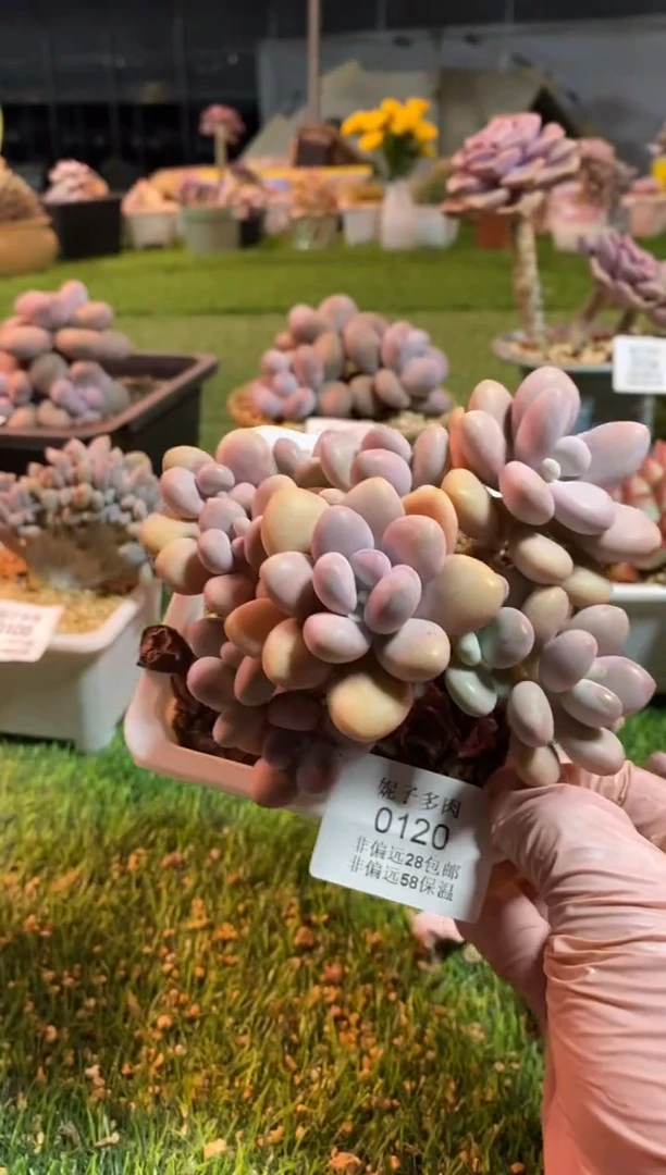 【闪购商品】0120a