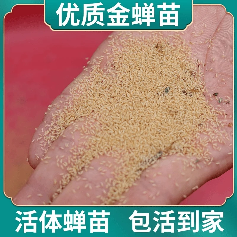 金蝉知了猴【优质品种】知了龟幼苗爬叉蝉蚁蝉虫蝉种蝉幼虫子苗蝉苗