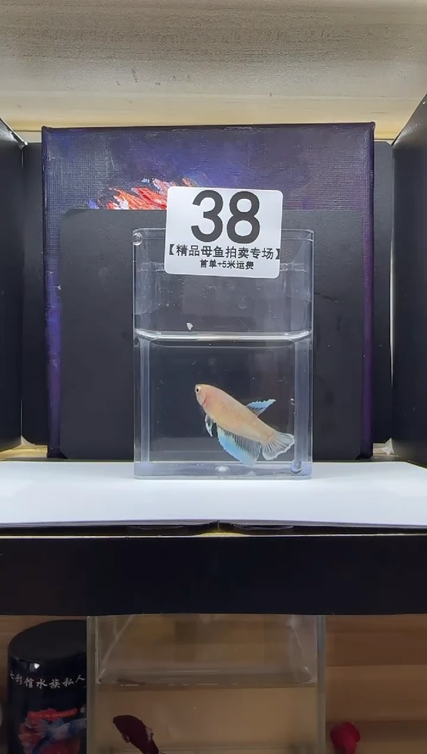 斗鱼母鱼编号：38