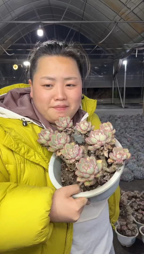 【闪购商品】54-五年老桩白盆大赫拉9.99